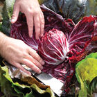 Speeder Radicchio