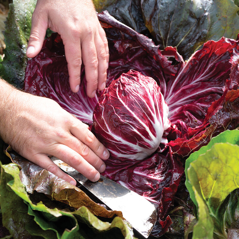 Speeder Radicchio