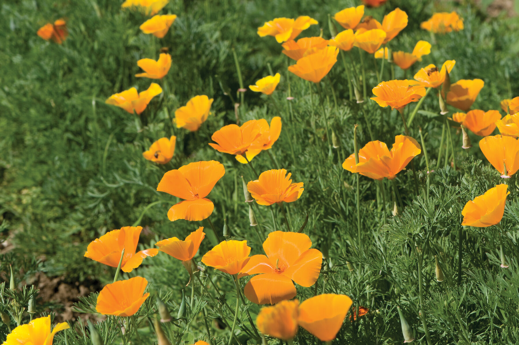 California Poppy Poppy