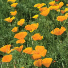 California Poppy Poppy