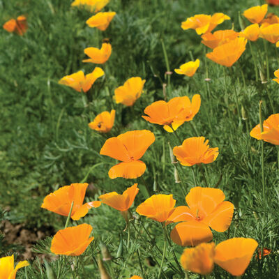 California Poppy Poppy