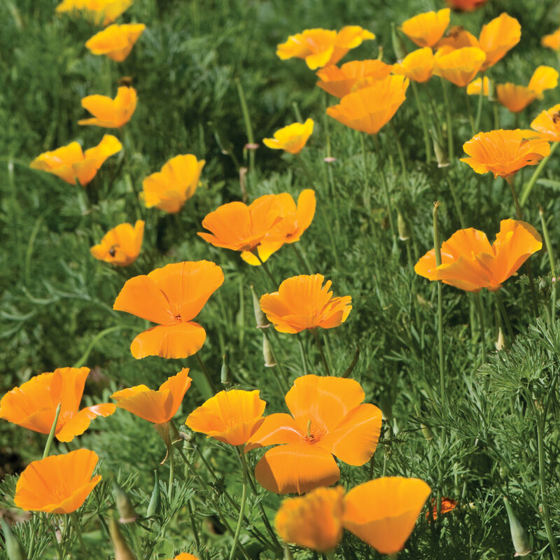 California Poppy Poppy