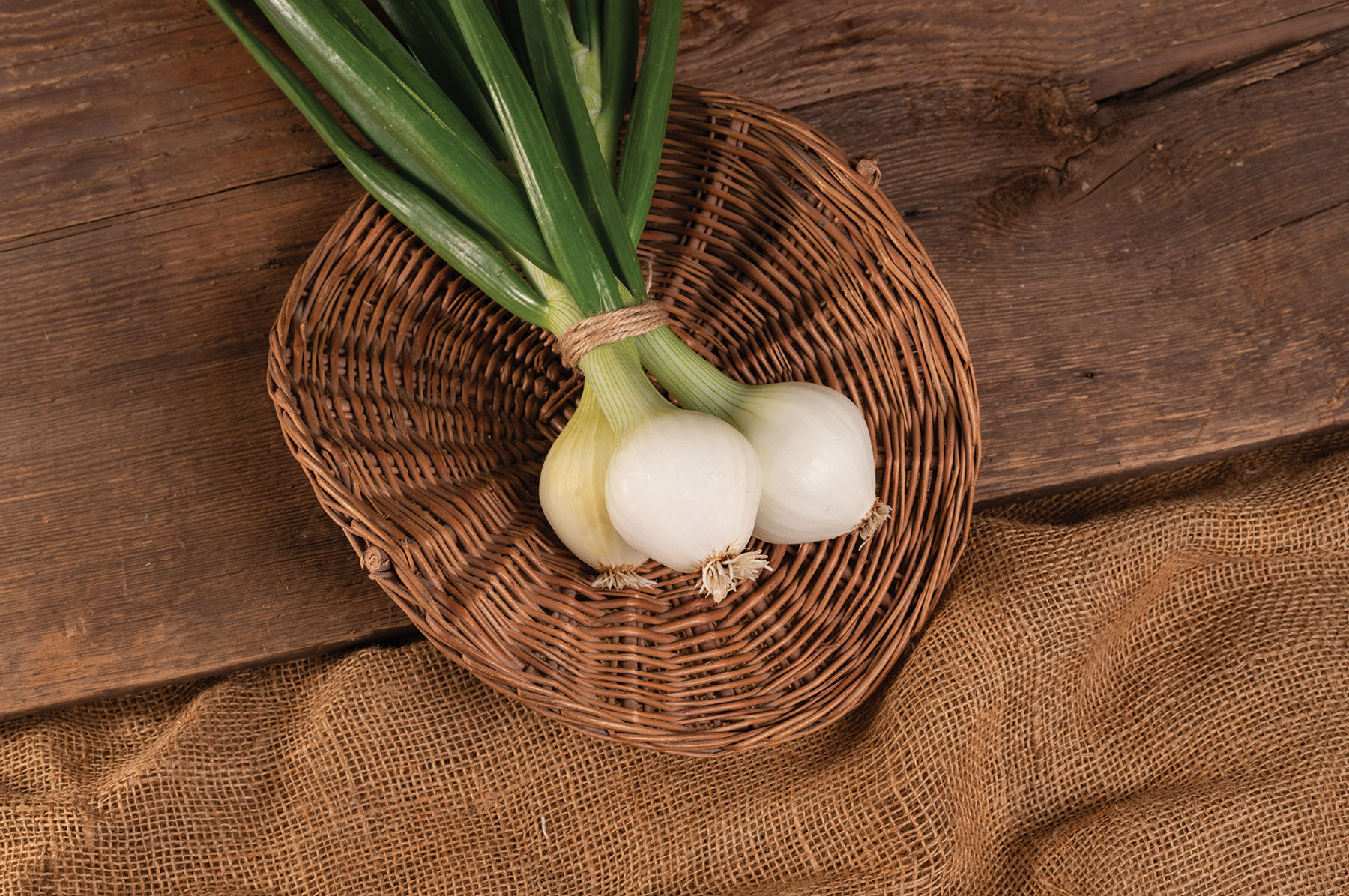 T-448 - (F1) Onion Seed | Johnny's Selected Seeds