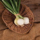 T-448 Full-Size Onions
