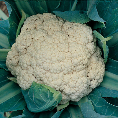 Snow Crown Standard Cauliflower
