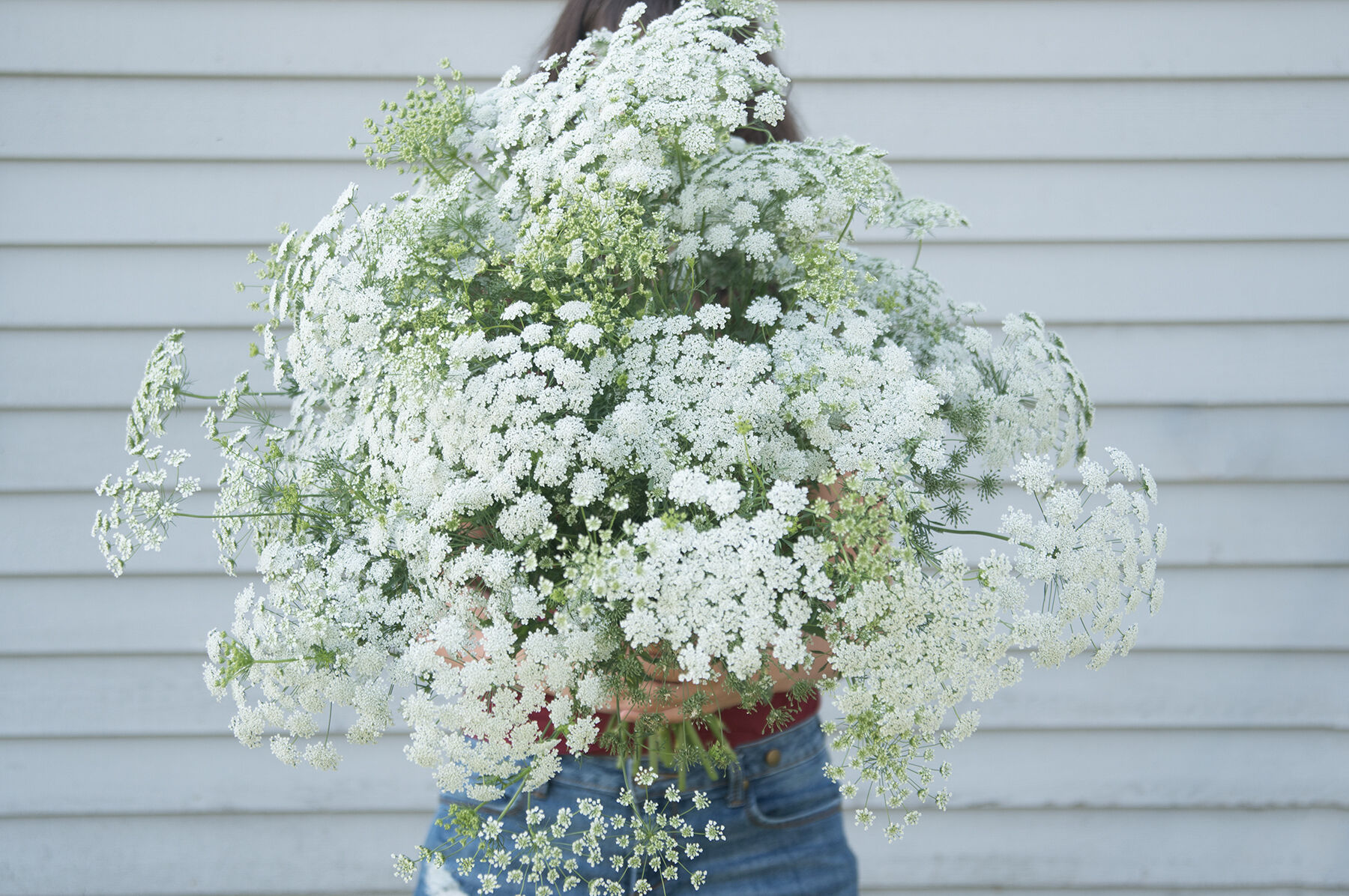 White Dill Ammi Seed Johnny s Selected Seeds