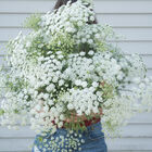 White Dill White Dill Ammi (False Queen Anne's Lace)