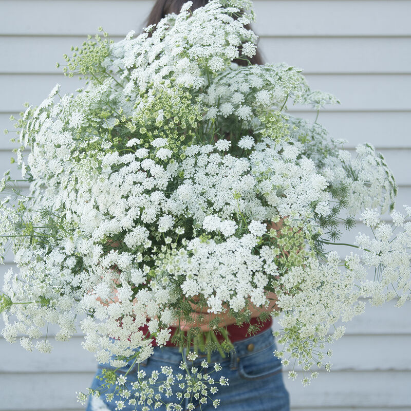 White Dill Ammi (False Queen Anne's Lace)