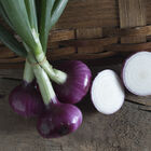 Desert Sunrise Full-Size Onions
