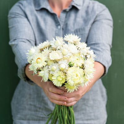 Creamy White Strawflower