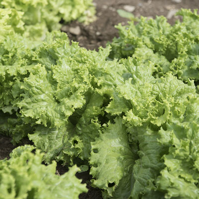 Waldmann's Dark Green Leaf Lettuce