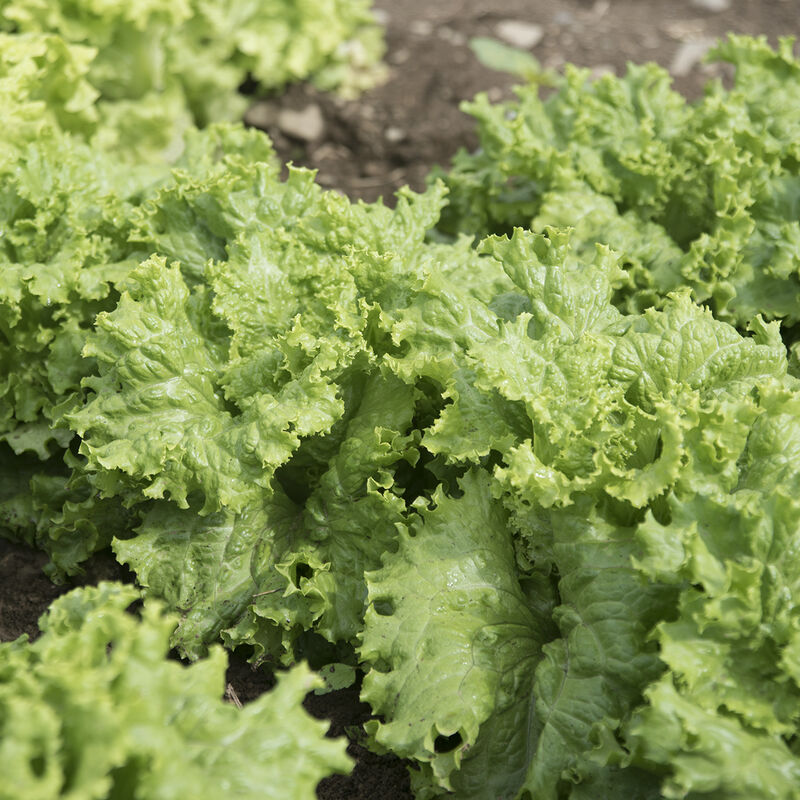 Waldmann's Dark Green Leaf Lettuce