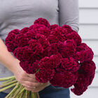 Cramer's Burgundy Cramer's Burgundy Cramers Series
