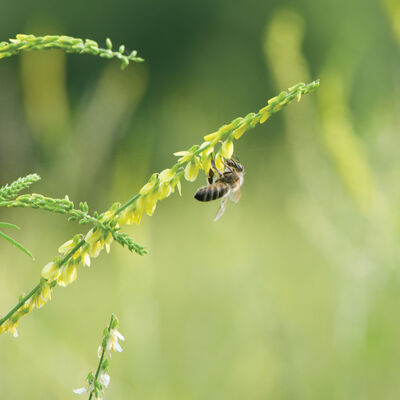 Sweet Clover Sweet Clover Clovers
