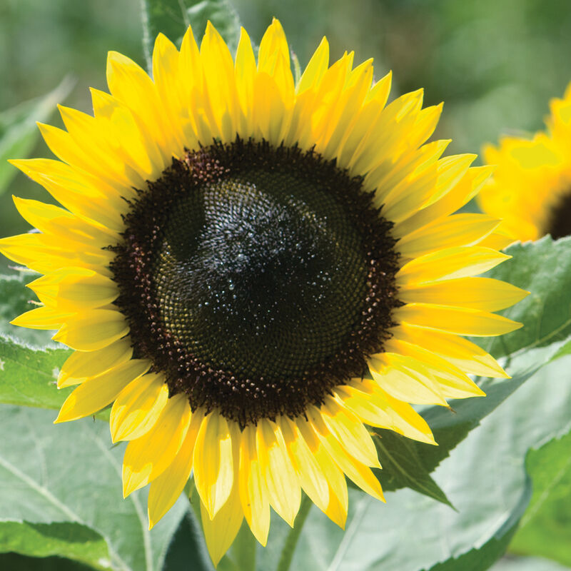 Sunrich Lemon Tall Sunflowers