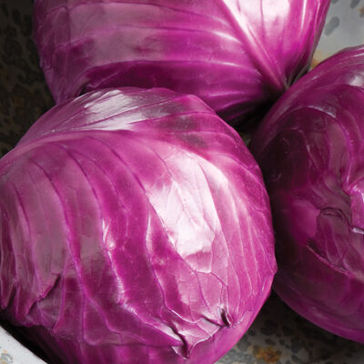Ruby Perfection Ruby Perfection Storage Cabbage
