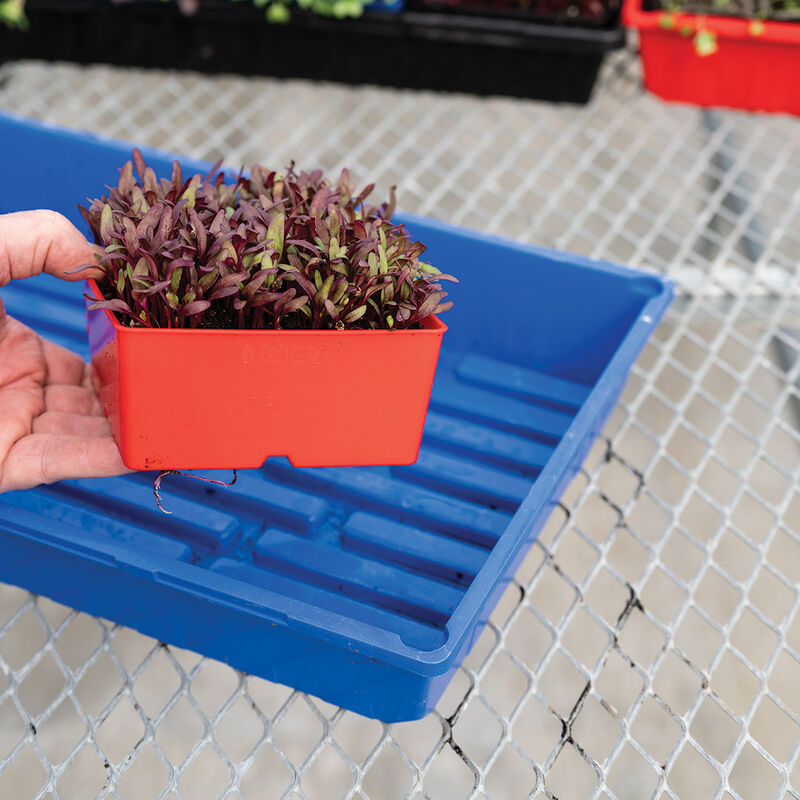 Polypro 5x5 Insert Pots – Red, 8 Count Plastic Pots