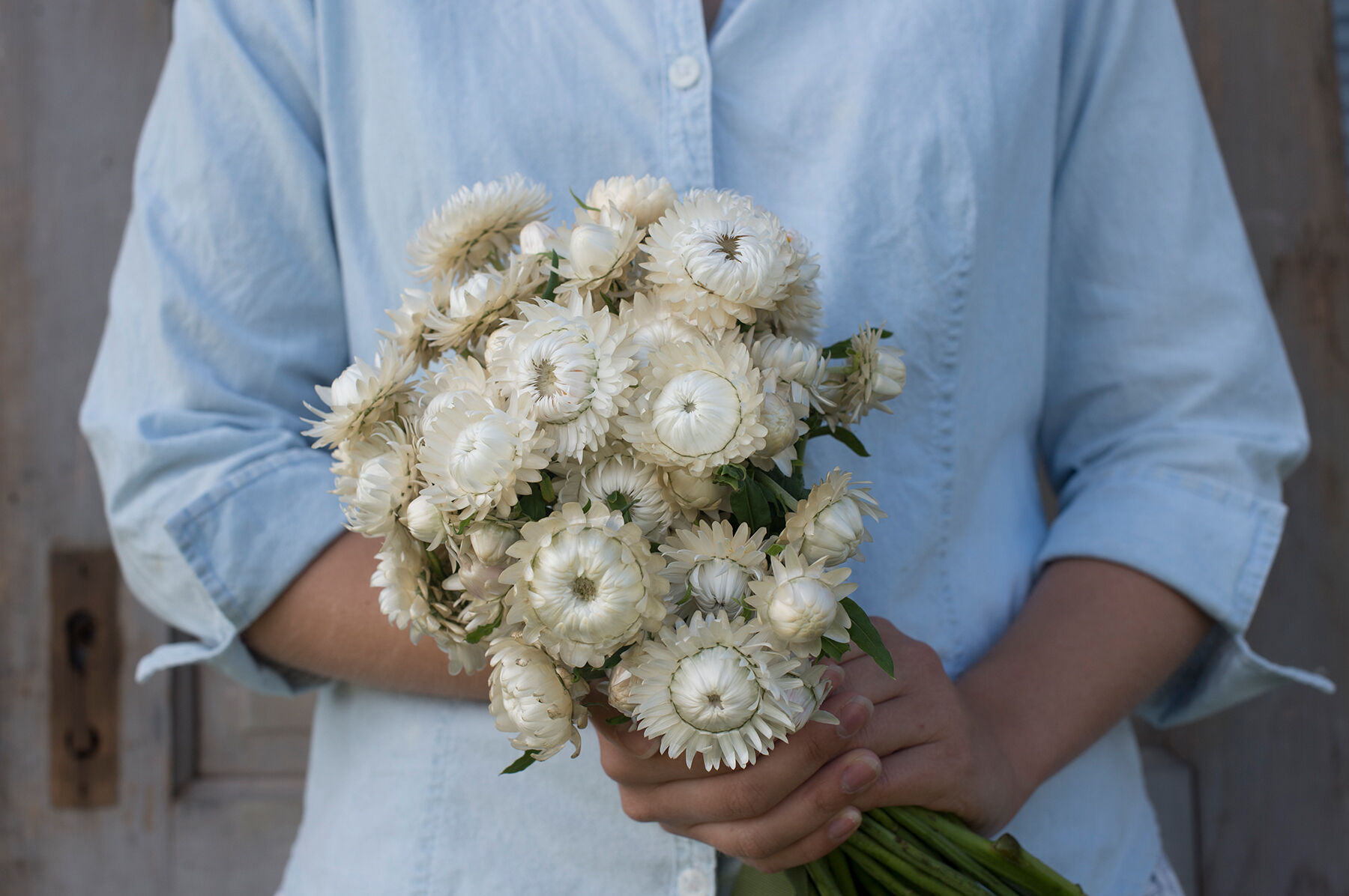 pantydropper × uncrowd Dry flower white Vintage White - Strawflower Seed | Johnny's Selected Seeds