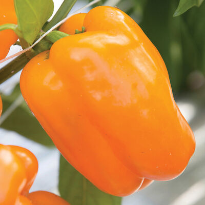 Milena Milena Sweet Bell Peppers
