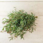 Willow Peppermint Eucalyptus