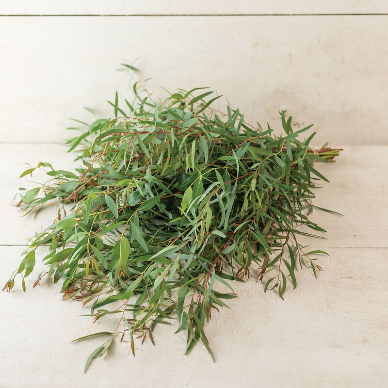 Willow Peppermint Eucalyptus