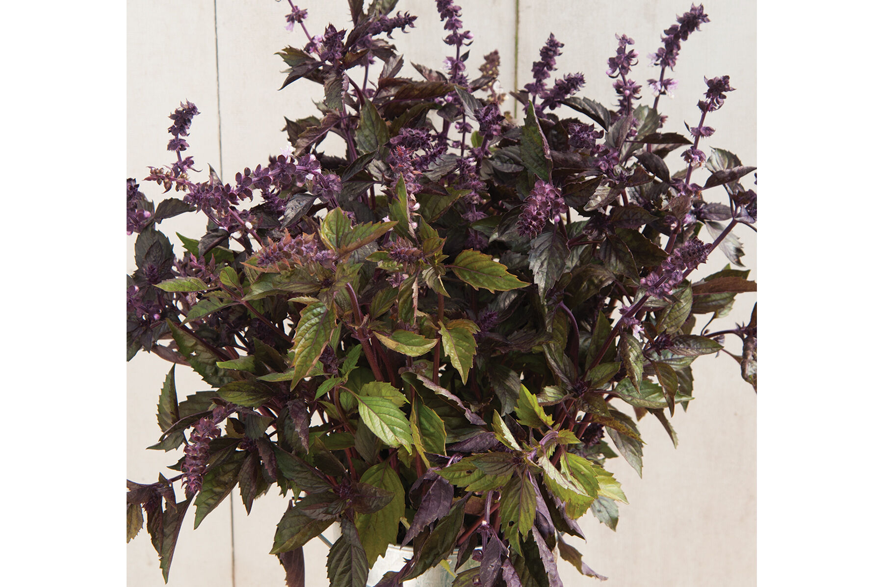 Aromatto Basil, Ornamental