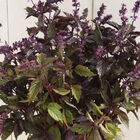 Aromatto Basil, Ornamental