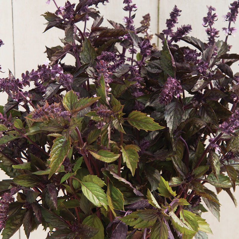 Aromatto Aromatto Basil, Ornamental