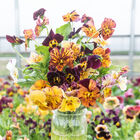 Brush Strokes Viola (Pansy)