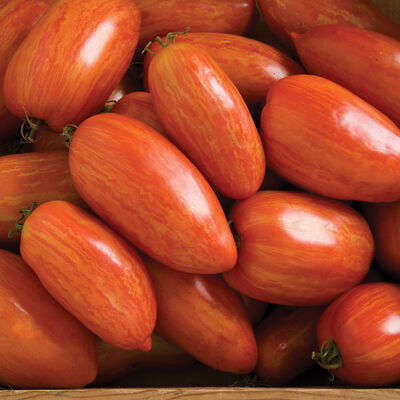 Speckled Roman Paste Tomatoes