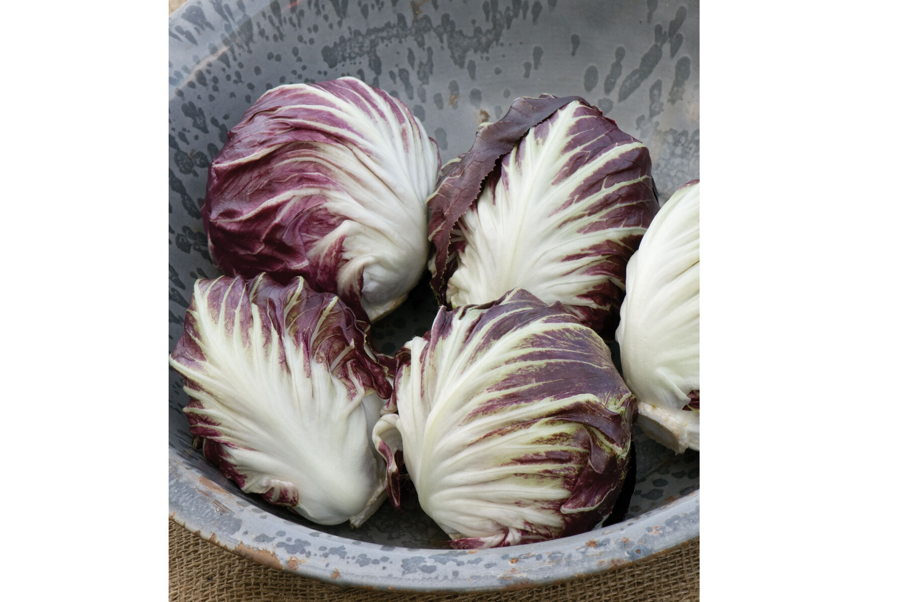 Leonardo Radicchio