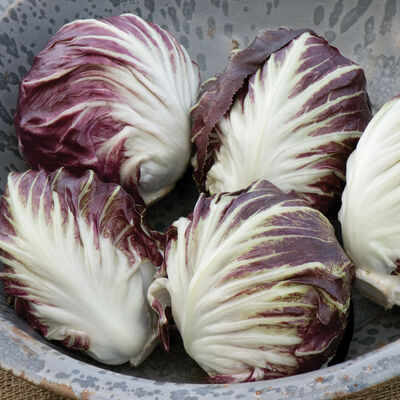 Leonardo Leonardo Radicchio