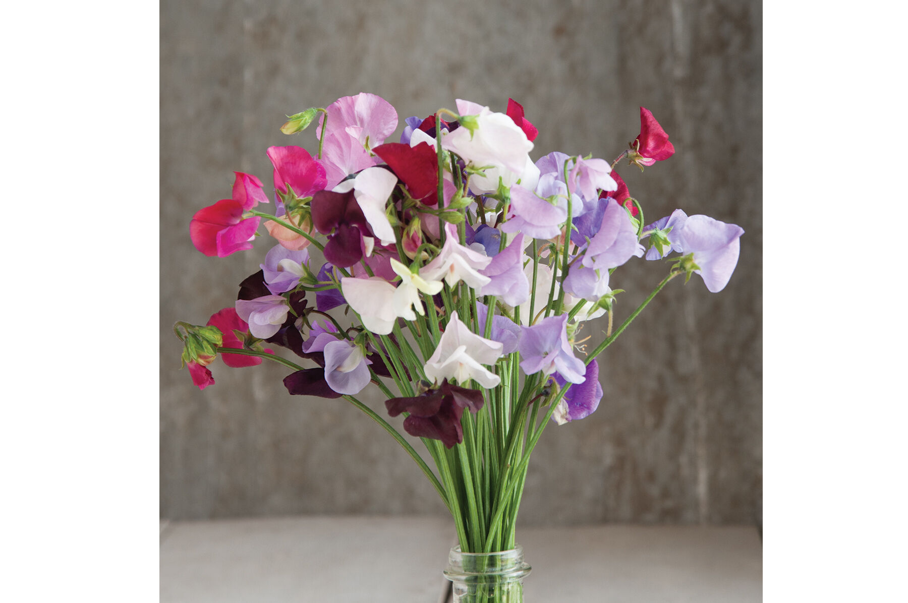 Royal Mix Sweet Peas