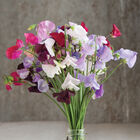 Royal Mix Sweet Peas