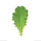Green Wave Mustard Greens