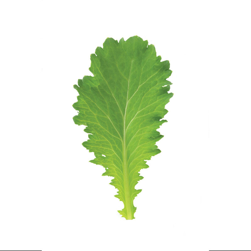 Green Wave Mustard Greens