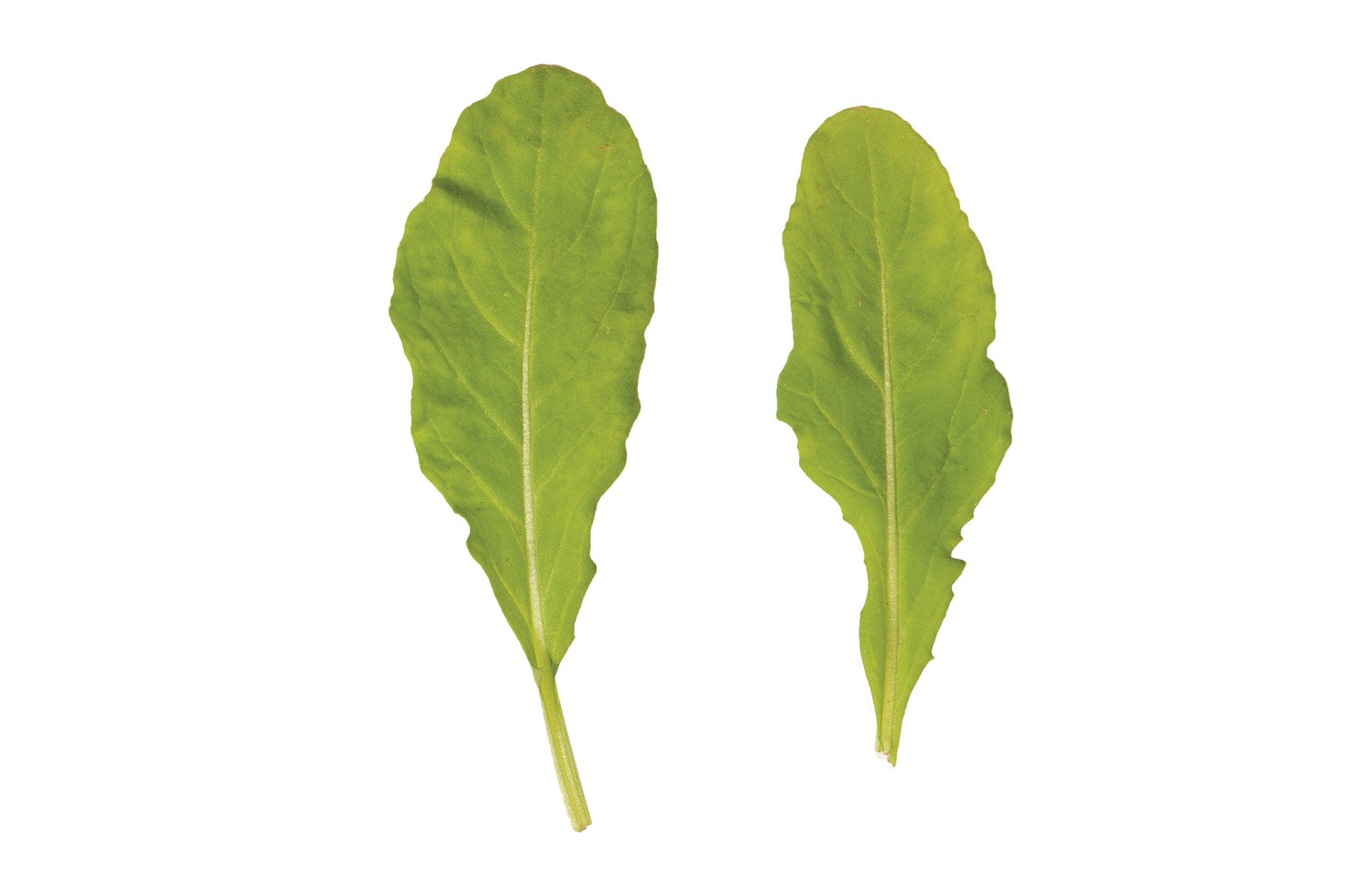 Astro Arugula (Roquette)