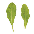 Astro Arugula (Roquette)