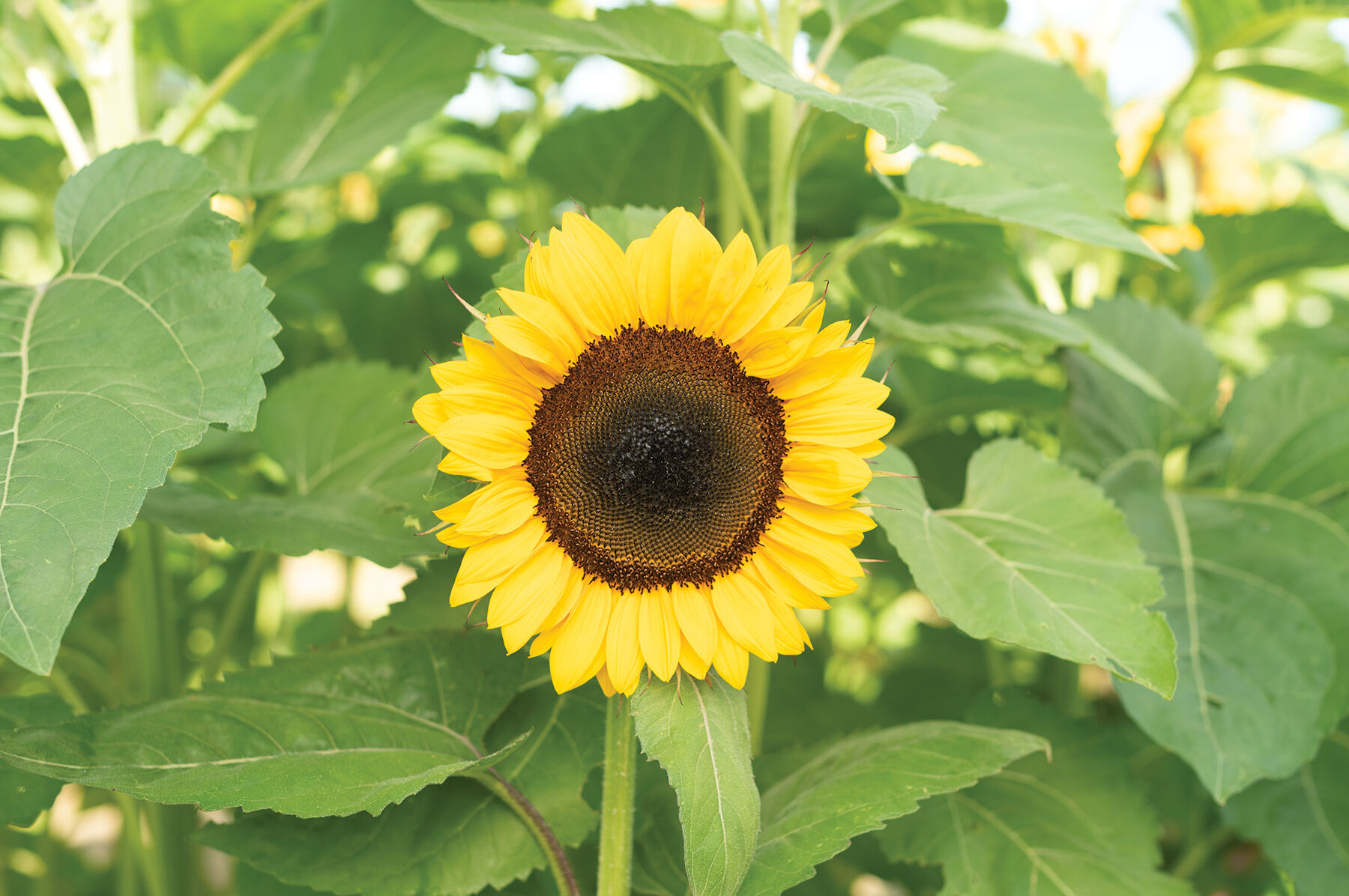 ProCut&reg; Orange DMR Tall Sunflowers