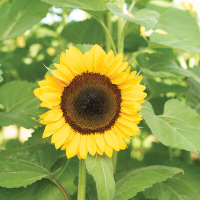 ProCut® Orange DMR Tall Sunflowers