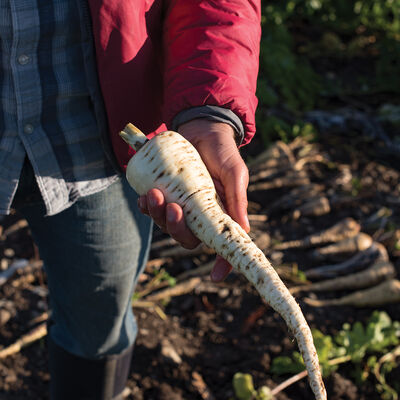 White Spear Parsnips