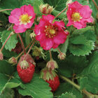 Tarpan Strawberry Seeds