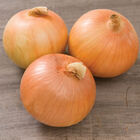 Expression Full-Size Onions