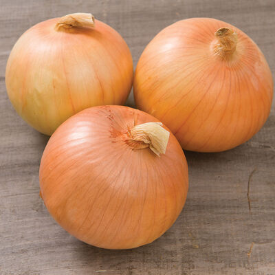 Expression Expression Full-Size Onions