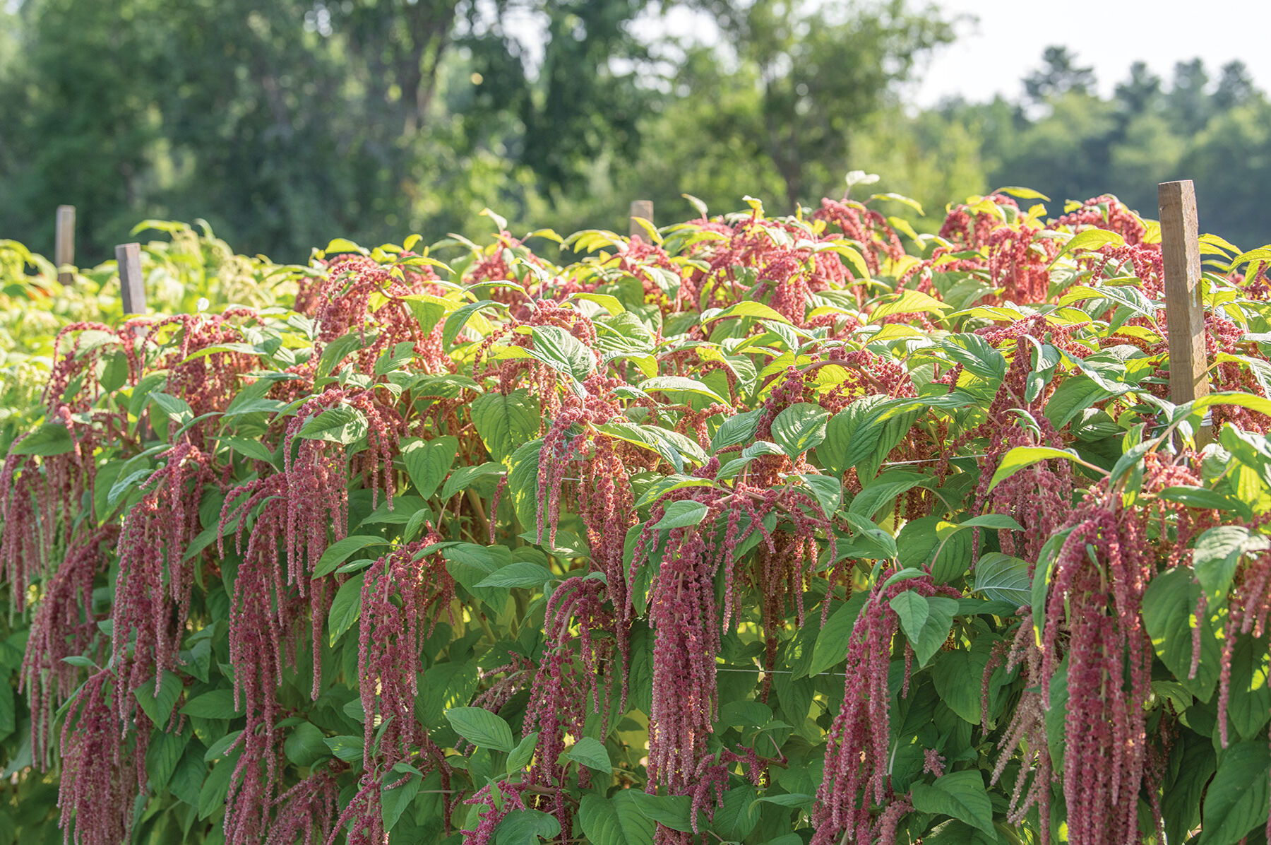 Coral Fountain Amaranthus