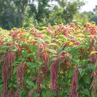 Coral Fountain Amaranthus