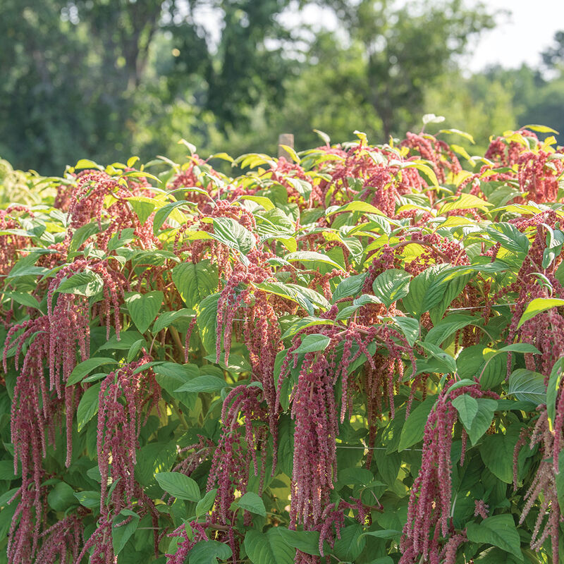 Coral Fountain Coral Fountain Amaranthus