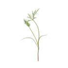 Dill Microgreen Herbs