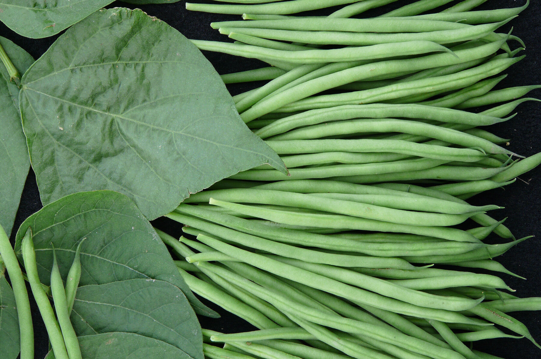 Johnny's Selected Seeds Tobago Bean Seed