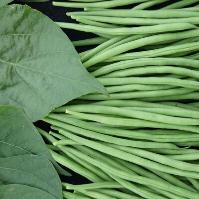 Tobago Bush Beans